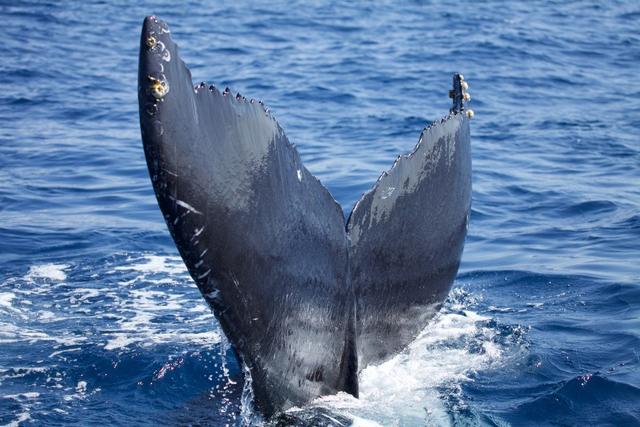 Whale Tail