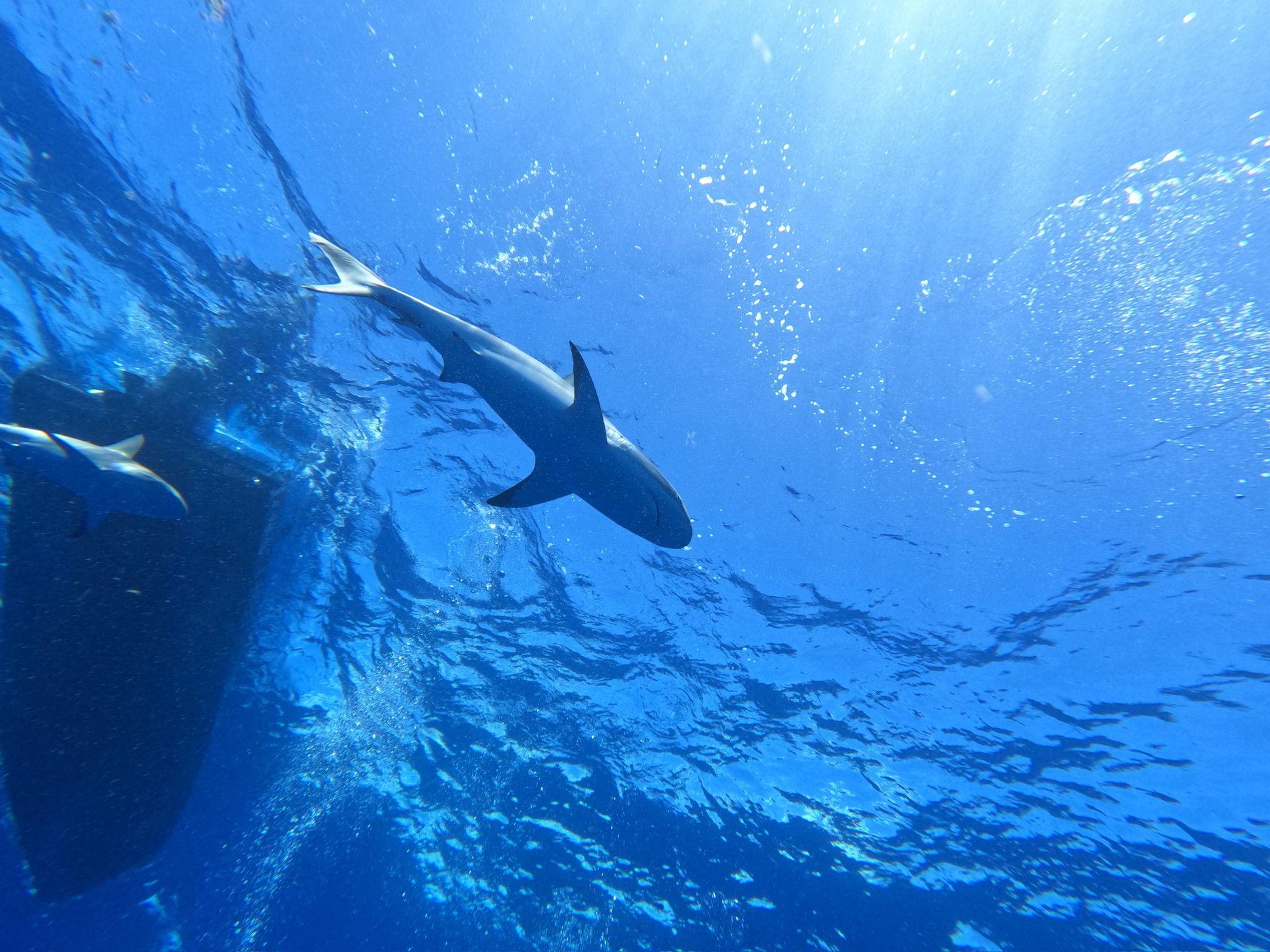 Caribbean Reef Shark