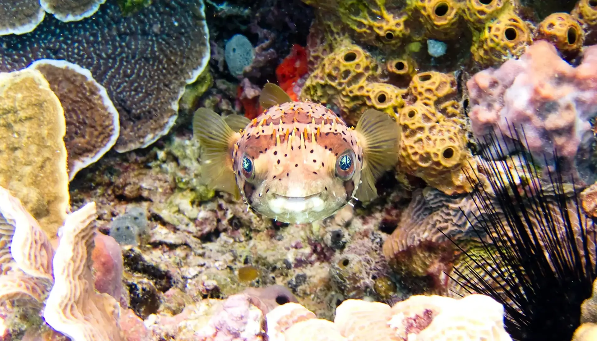 Diving