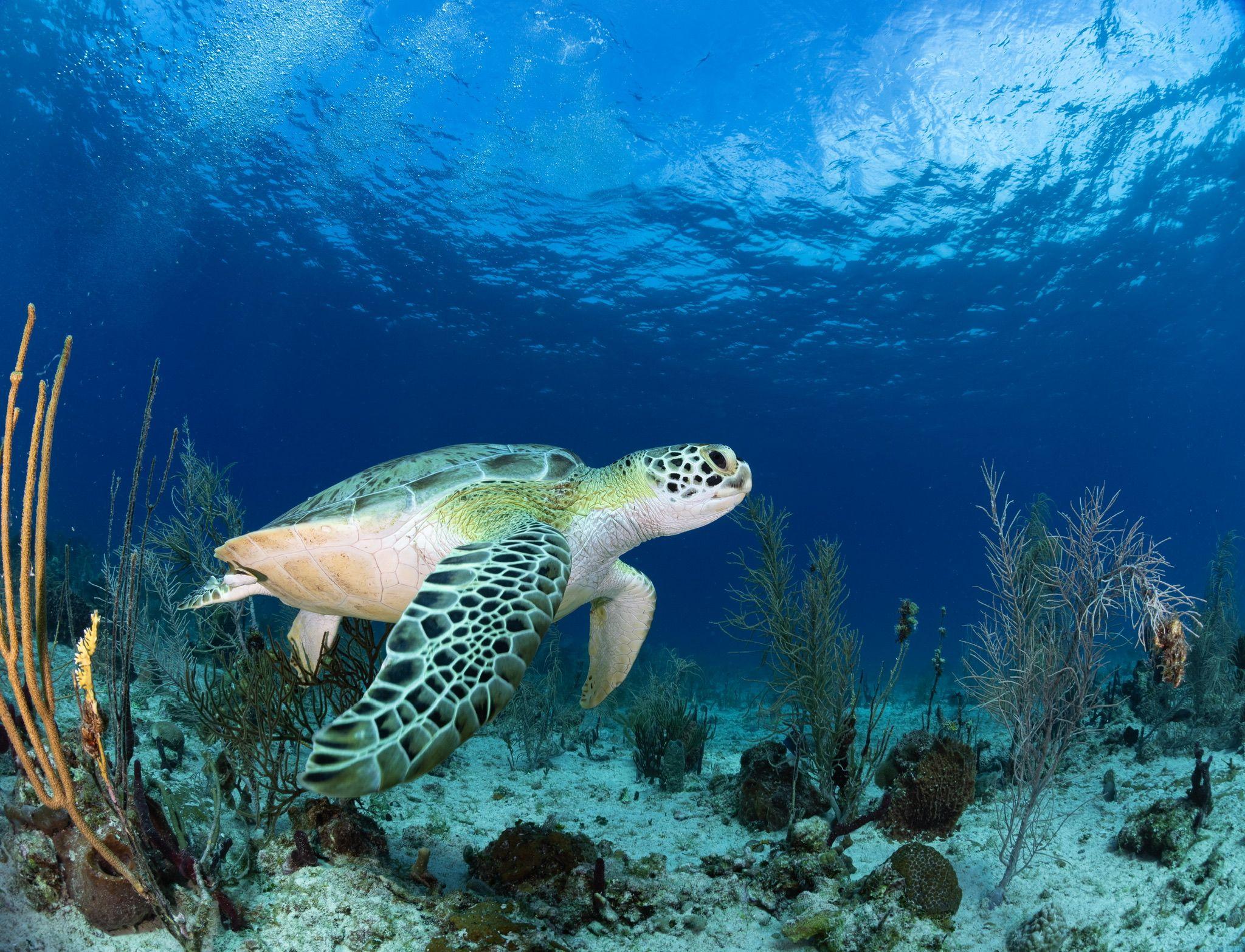 hawksbill sea turtle