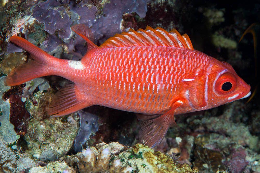 squirrelfish