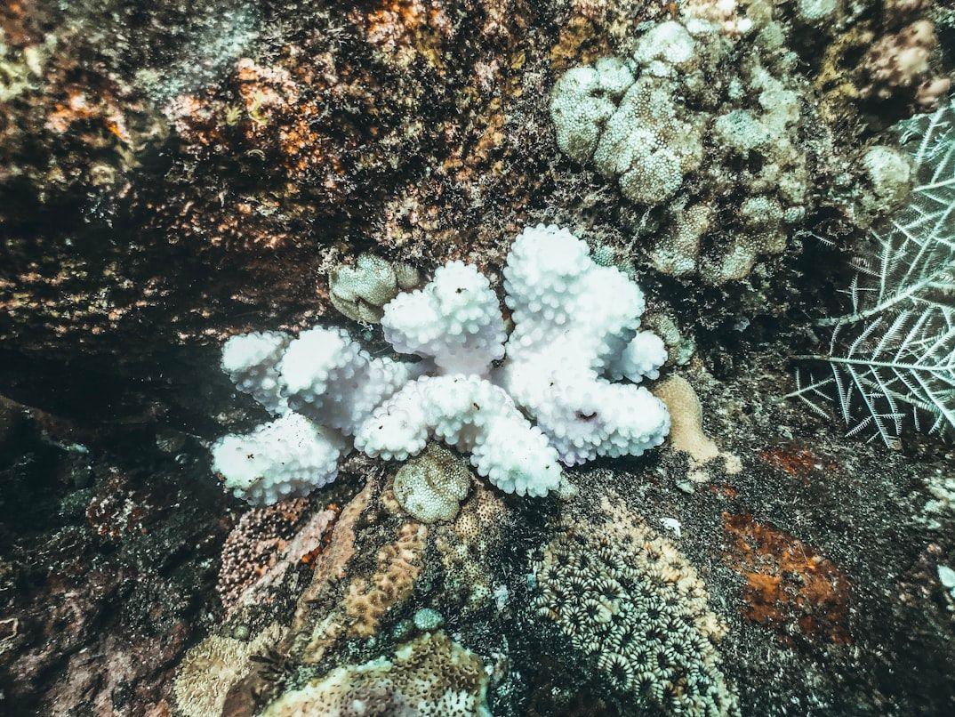 bleached coral