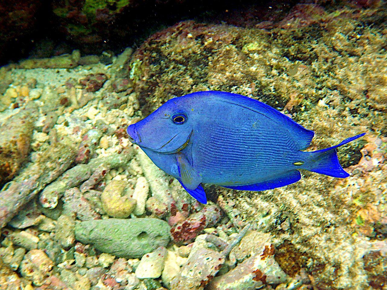 Blue Tang