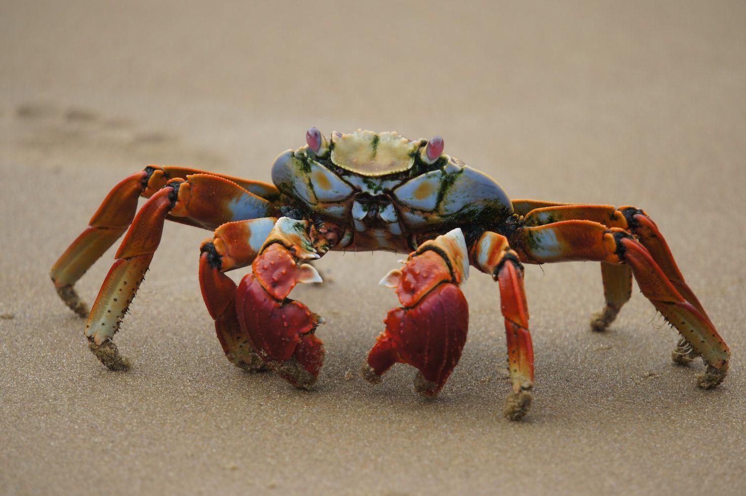 Coral Crabs