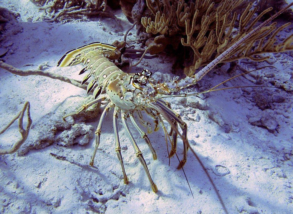 Spiny Lobster