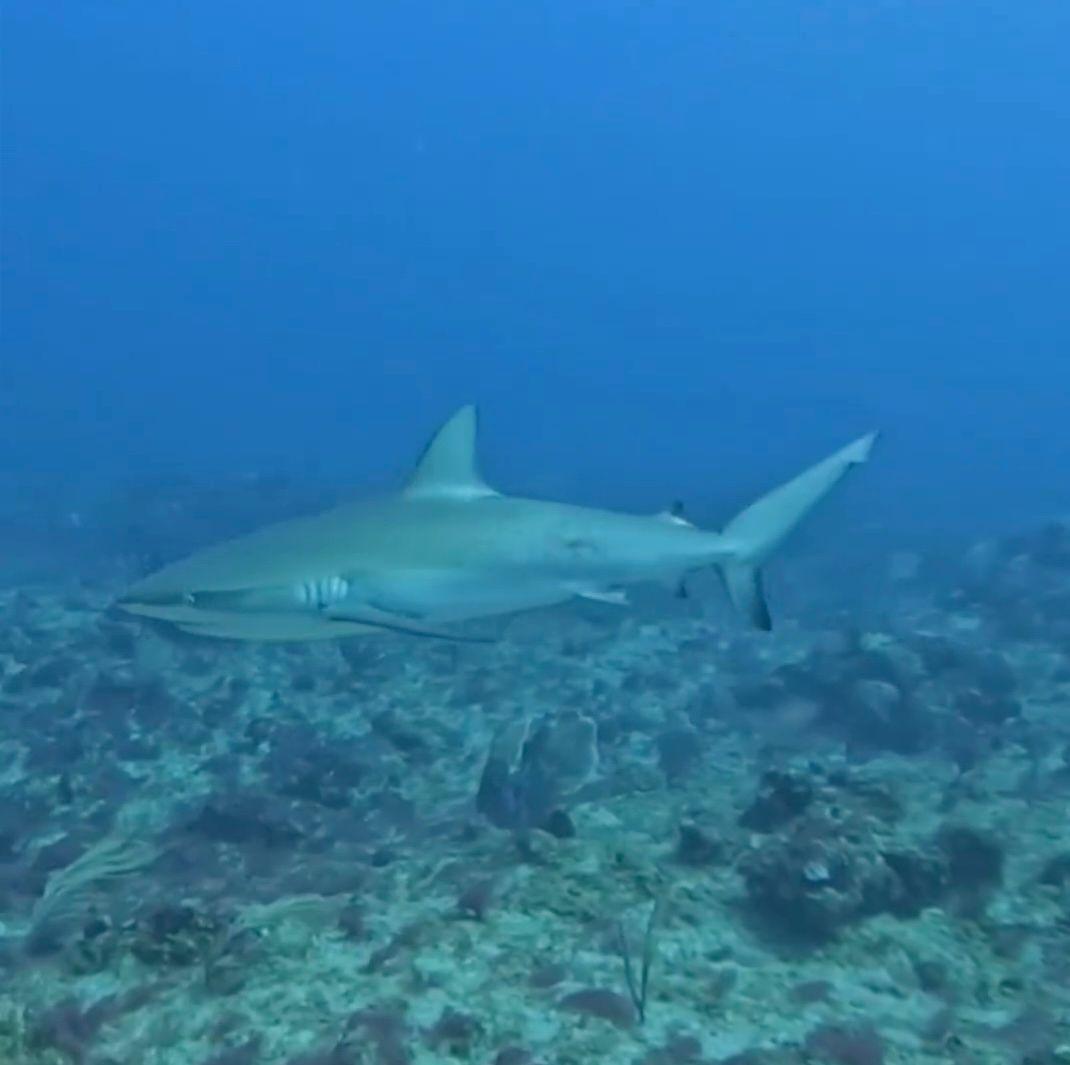 Caribbean reef sharks underwater Shark Point Grand Bay of the Sea