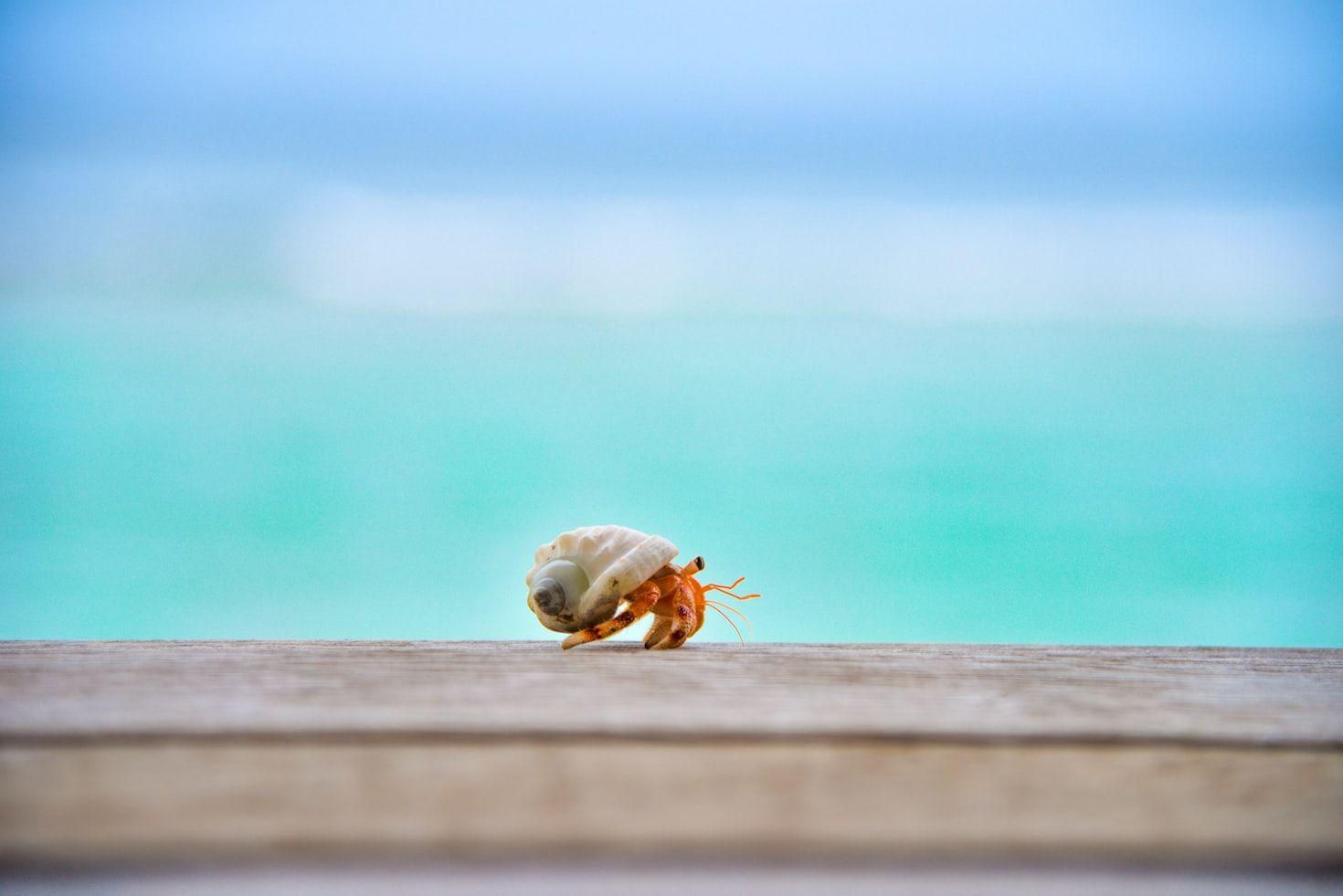 hermit crabs