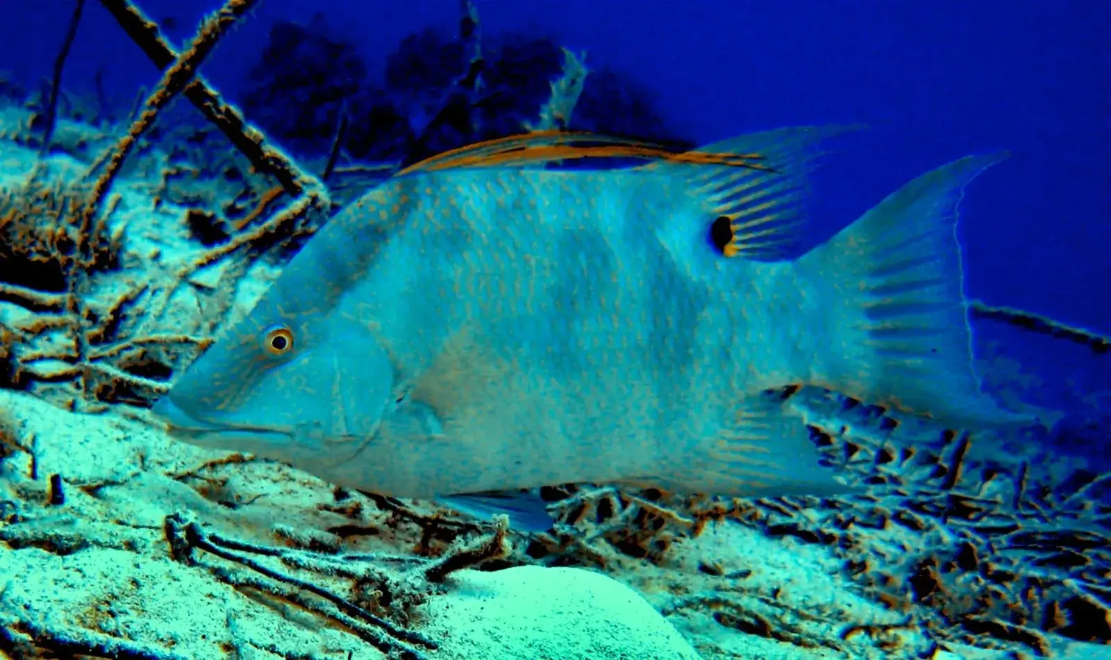 Hog Fish