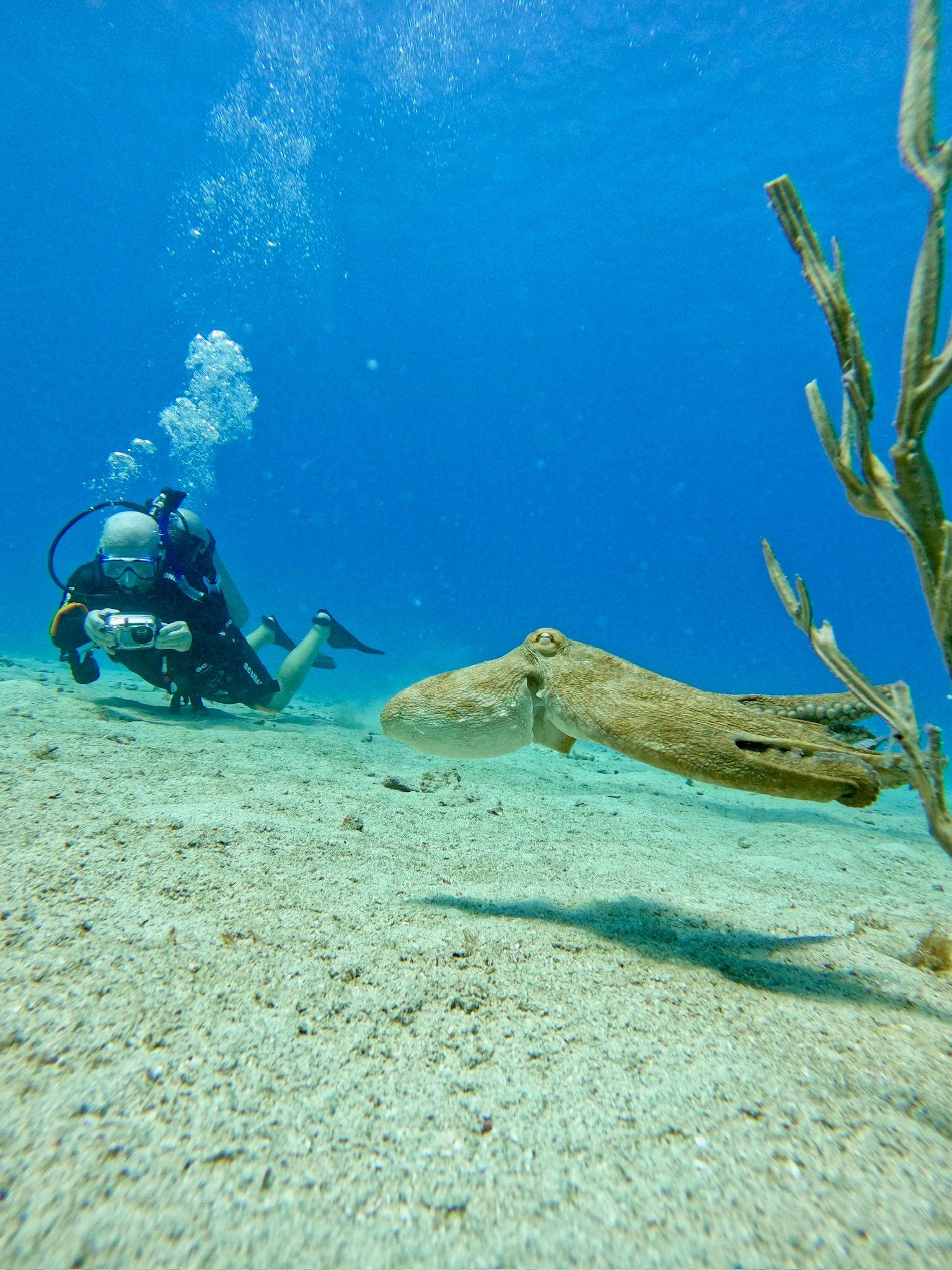 Diving