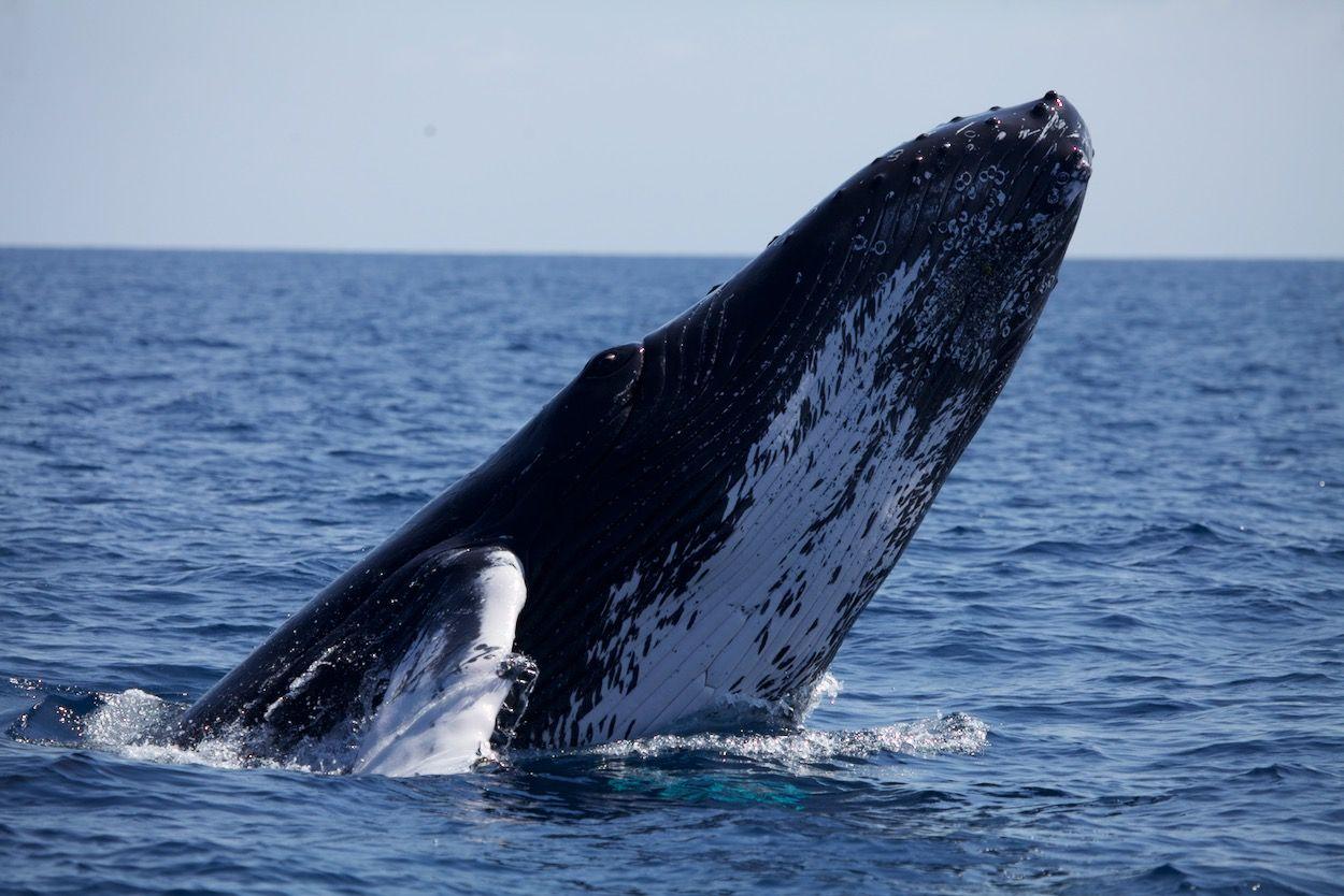 humpback whale