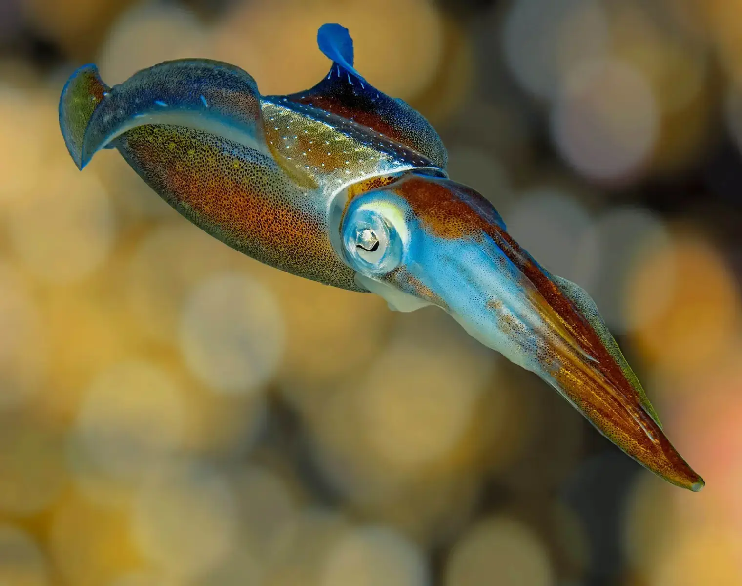 Caribbean Reef Squid