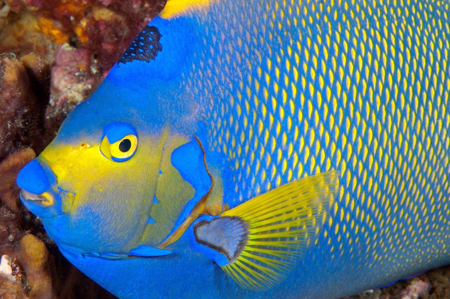 Angelfish