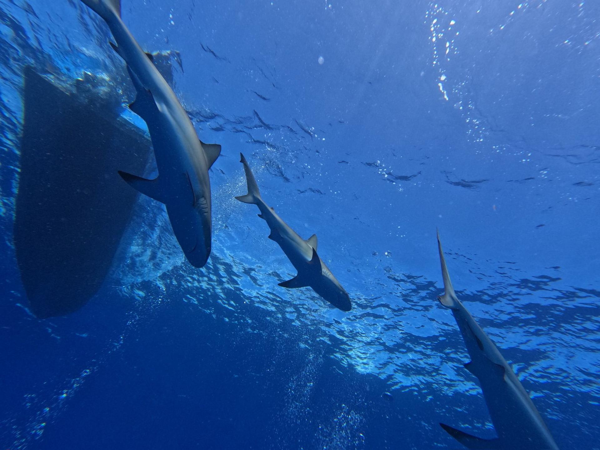 Multiple sharks on Caribbean reef Grand Bay of the Sea Punta Cana