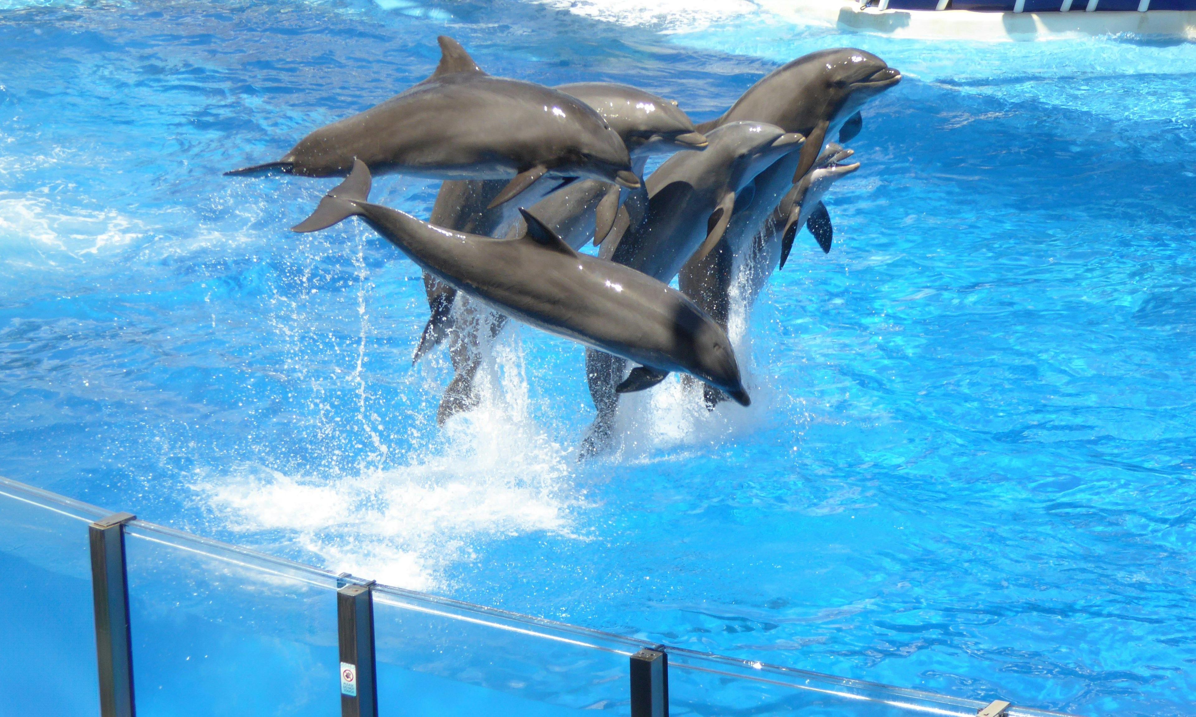 Captive Dolphins