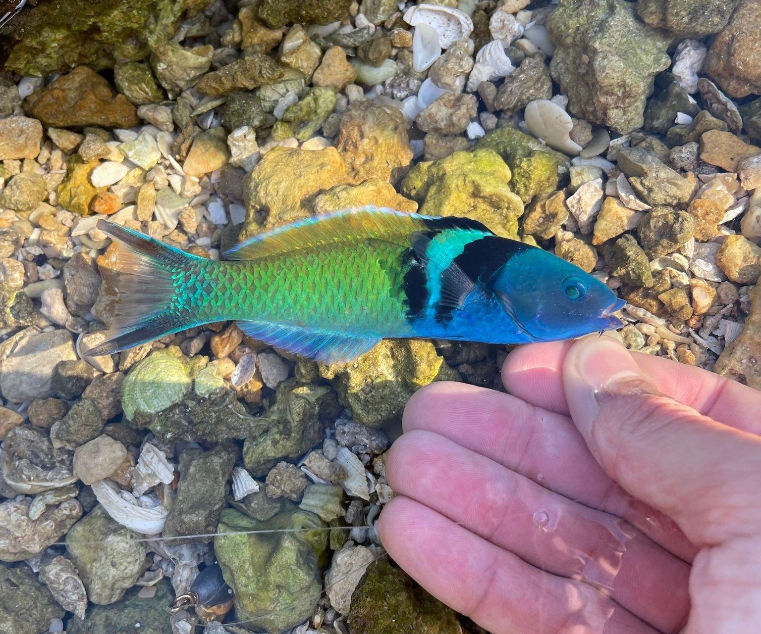Blue-Headed Wrasse