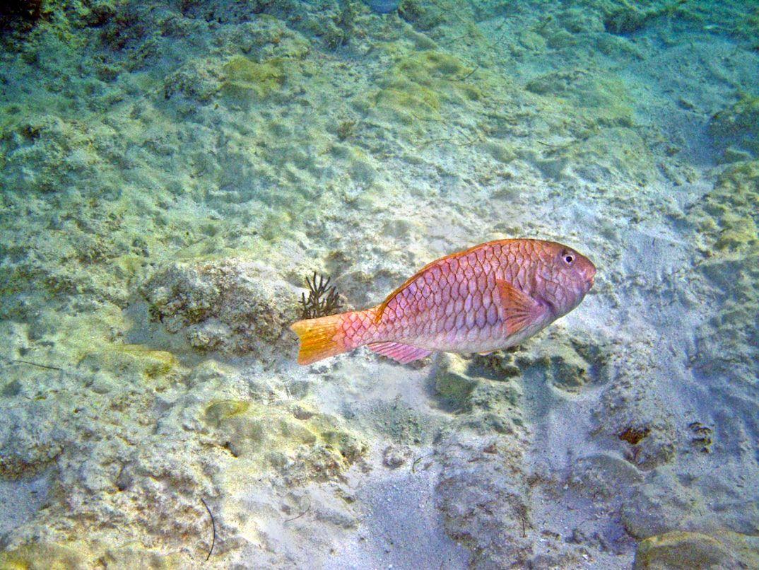 parrotfish
