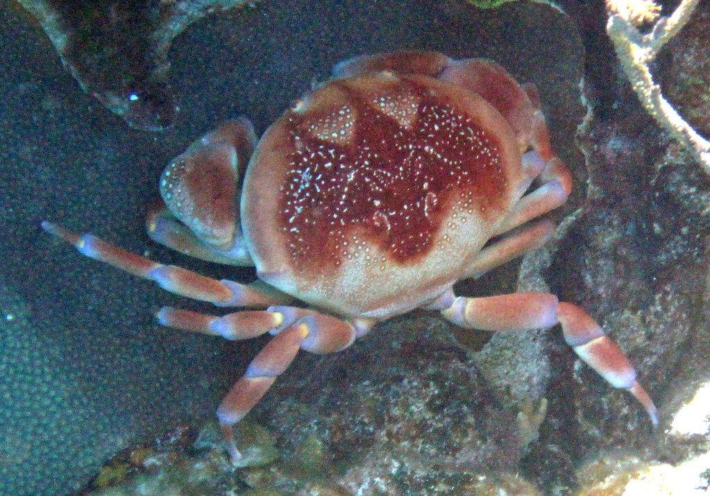 reef crabs
