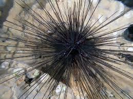 Long-Spined Sea Urchins