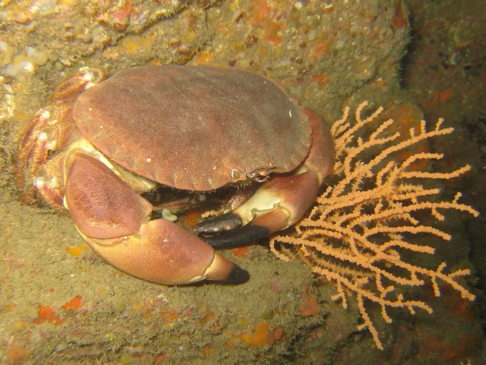 reef crabs