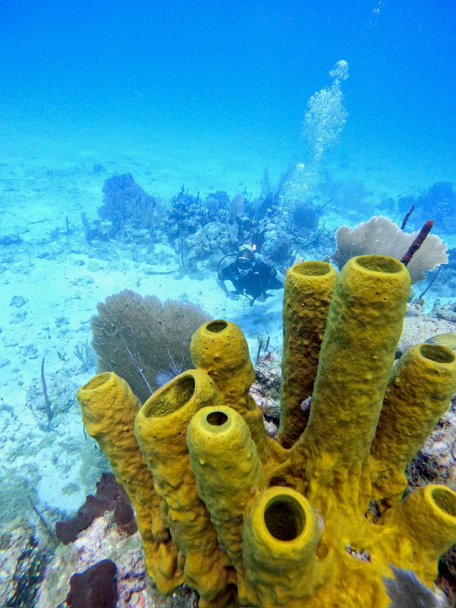 Corals