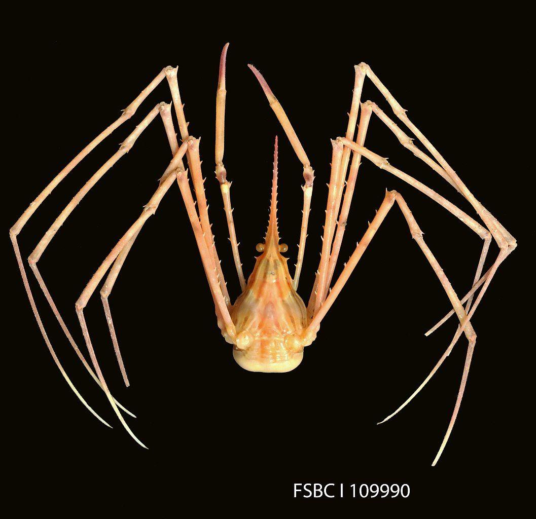 Arrow Crab