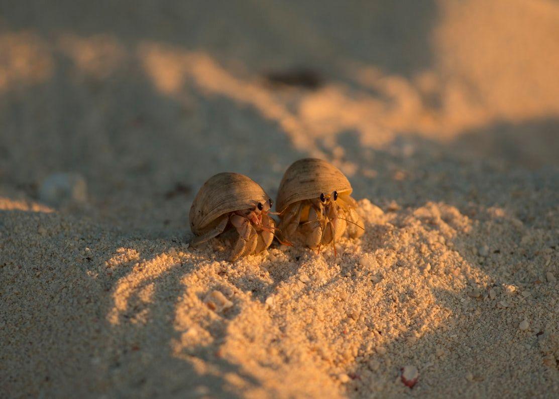 hermit crabs