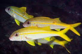 Goatfish