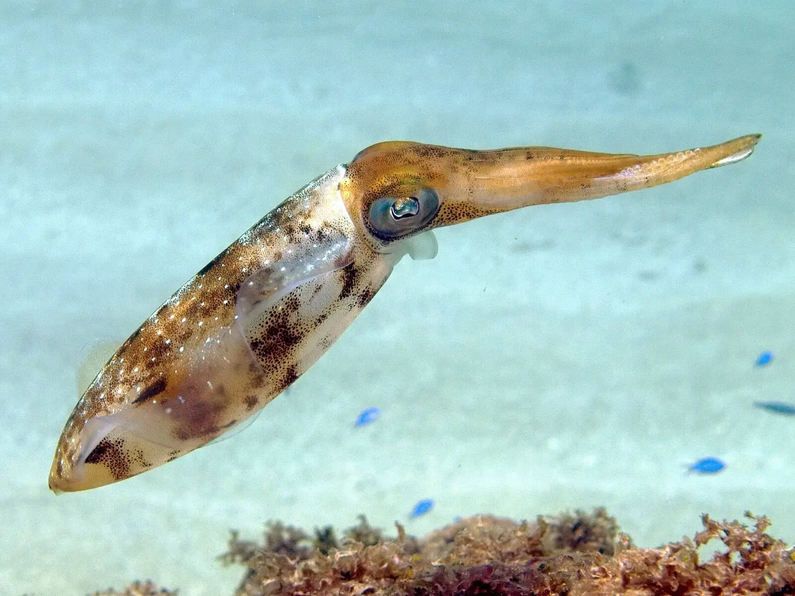 Diving