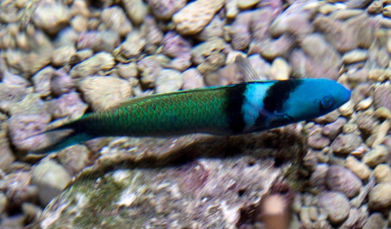 Blue-Headed Wrasse
