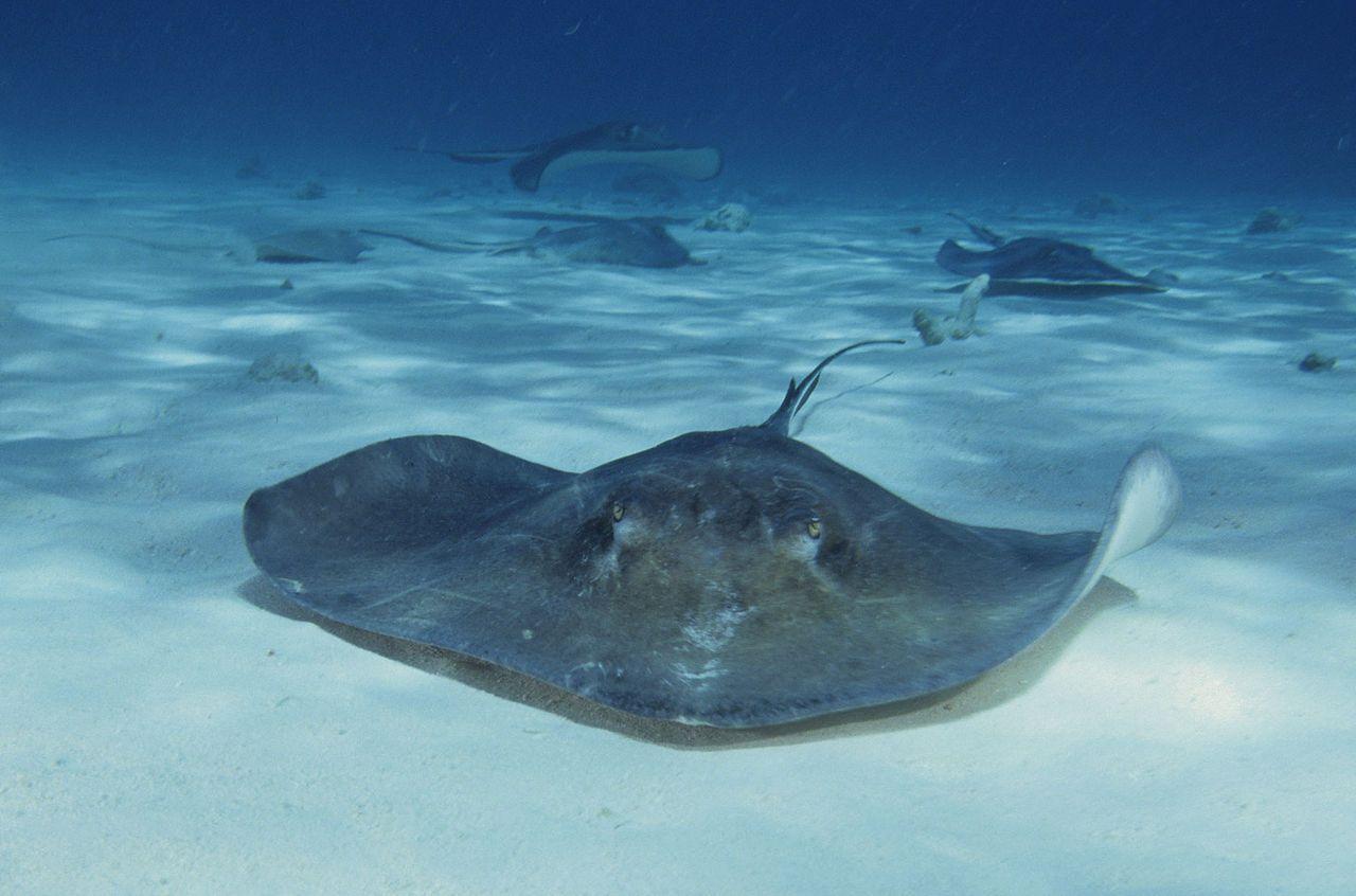 Southern Stringray