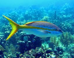 yellowtail