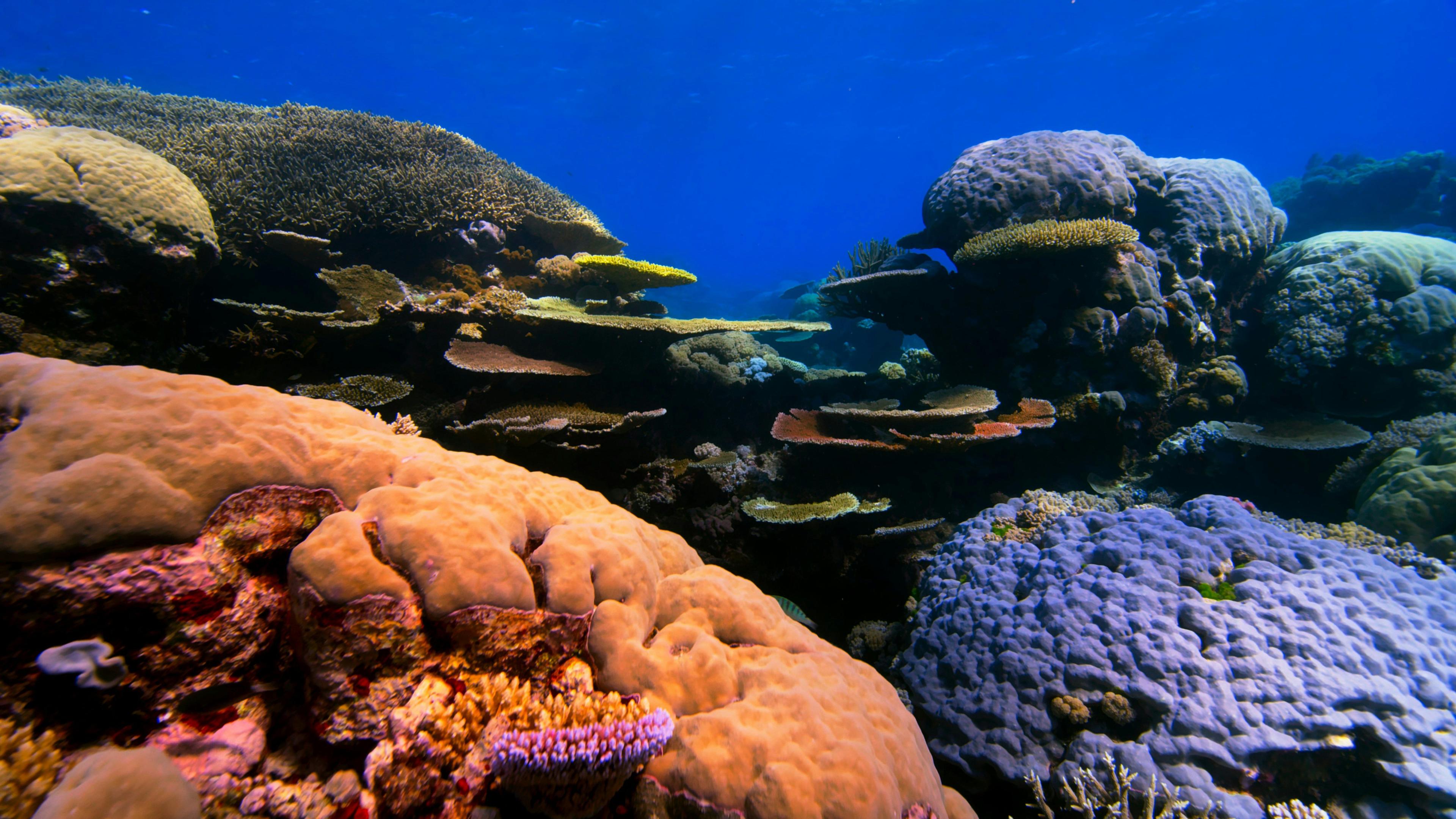 coral Reef