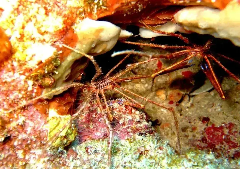 Arrow Crab