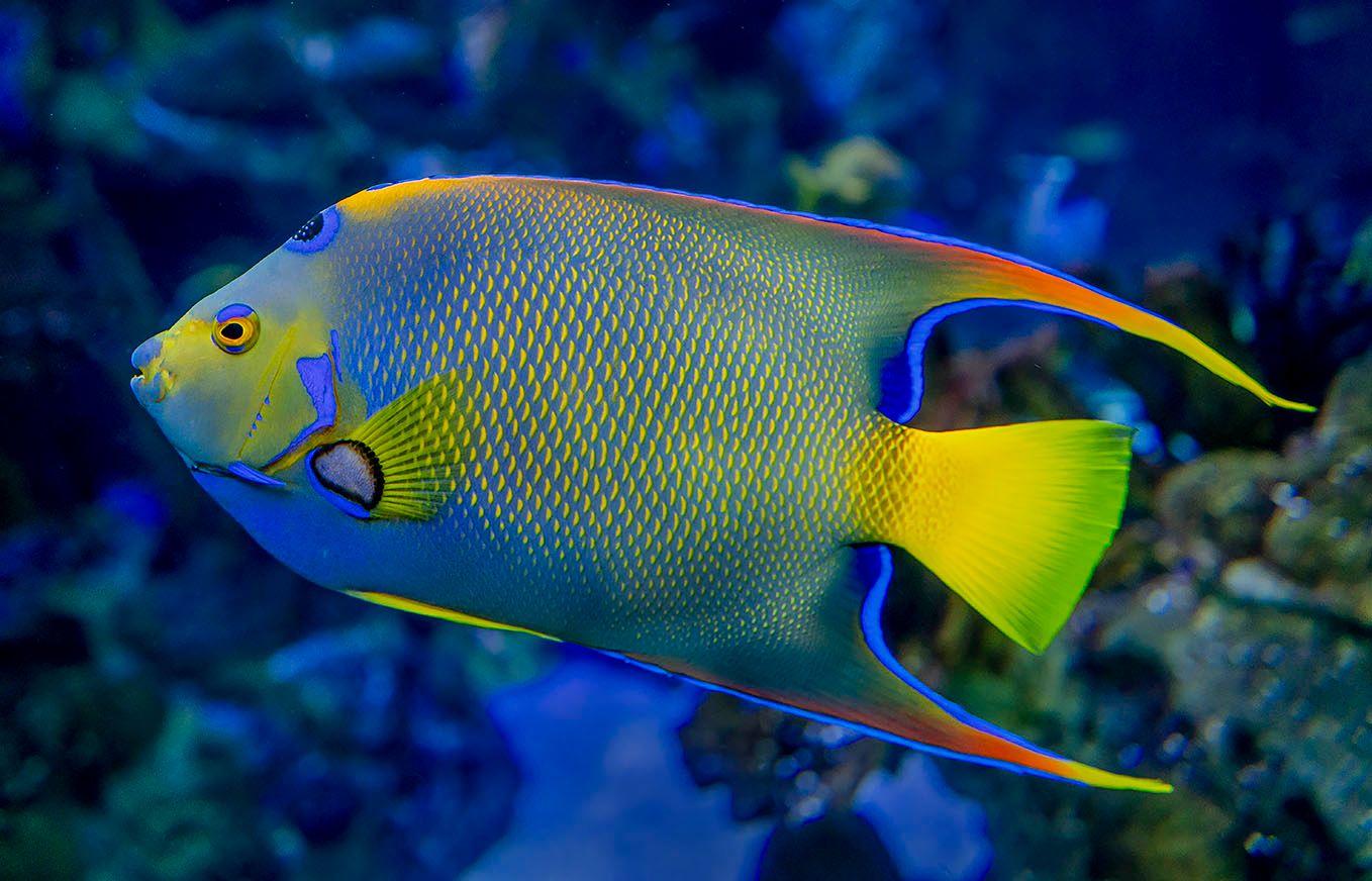 Queen Angel Fish
