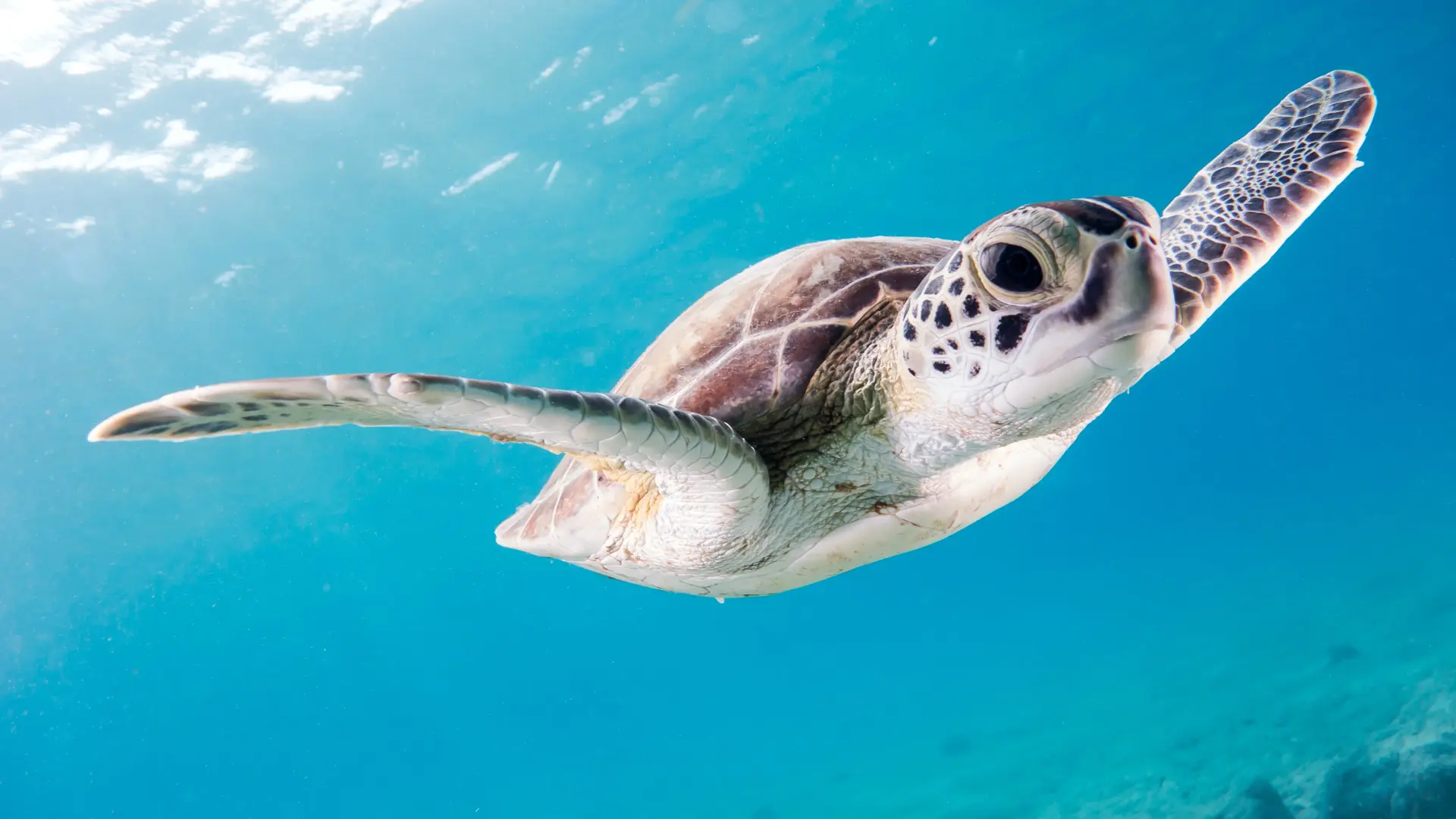 scuba diving punta cana