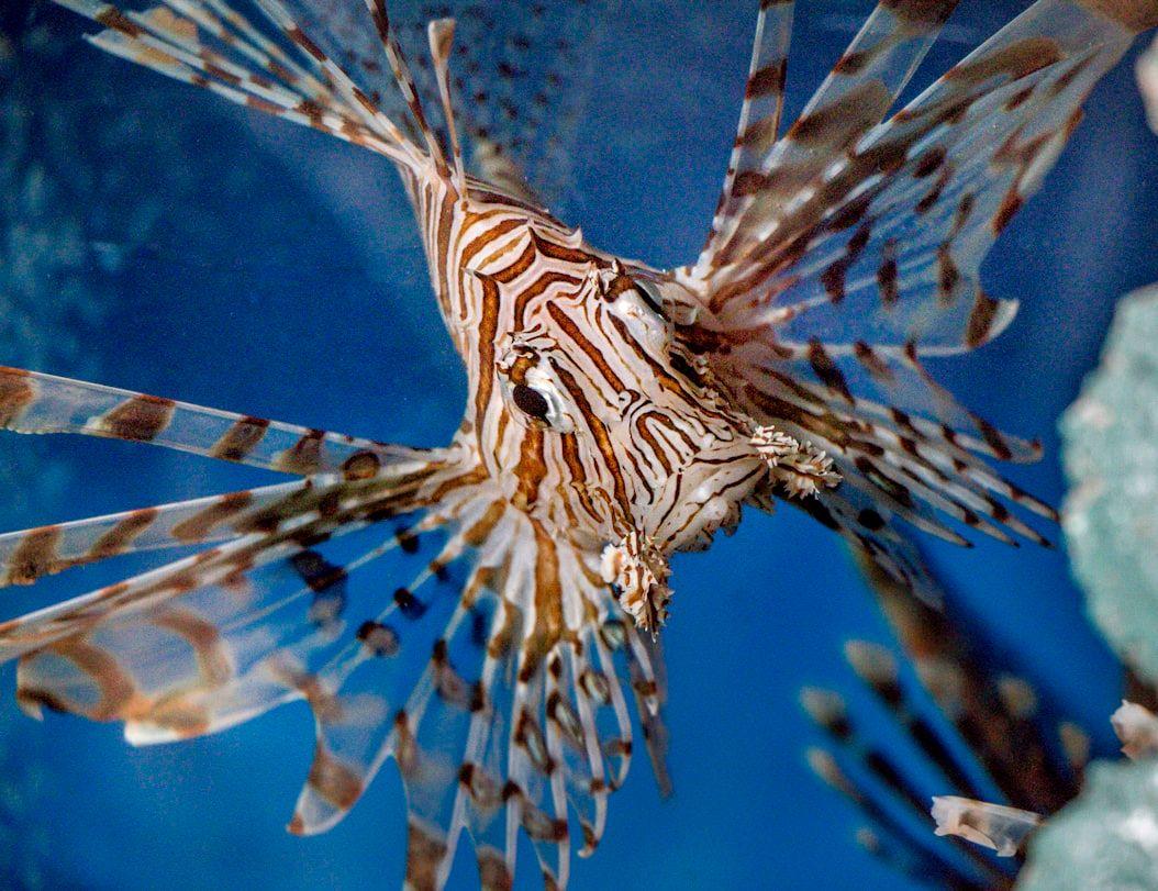 Lionfish