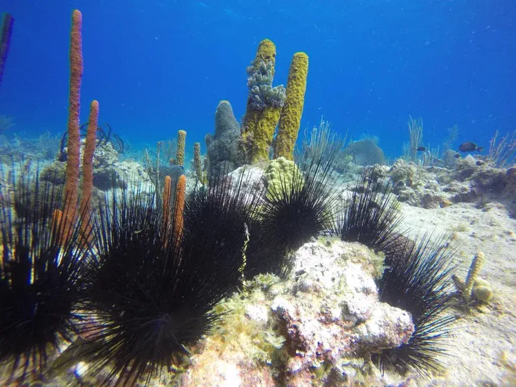 Finger Coral Plantation