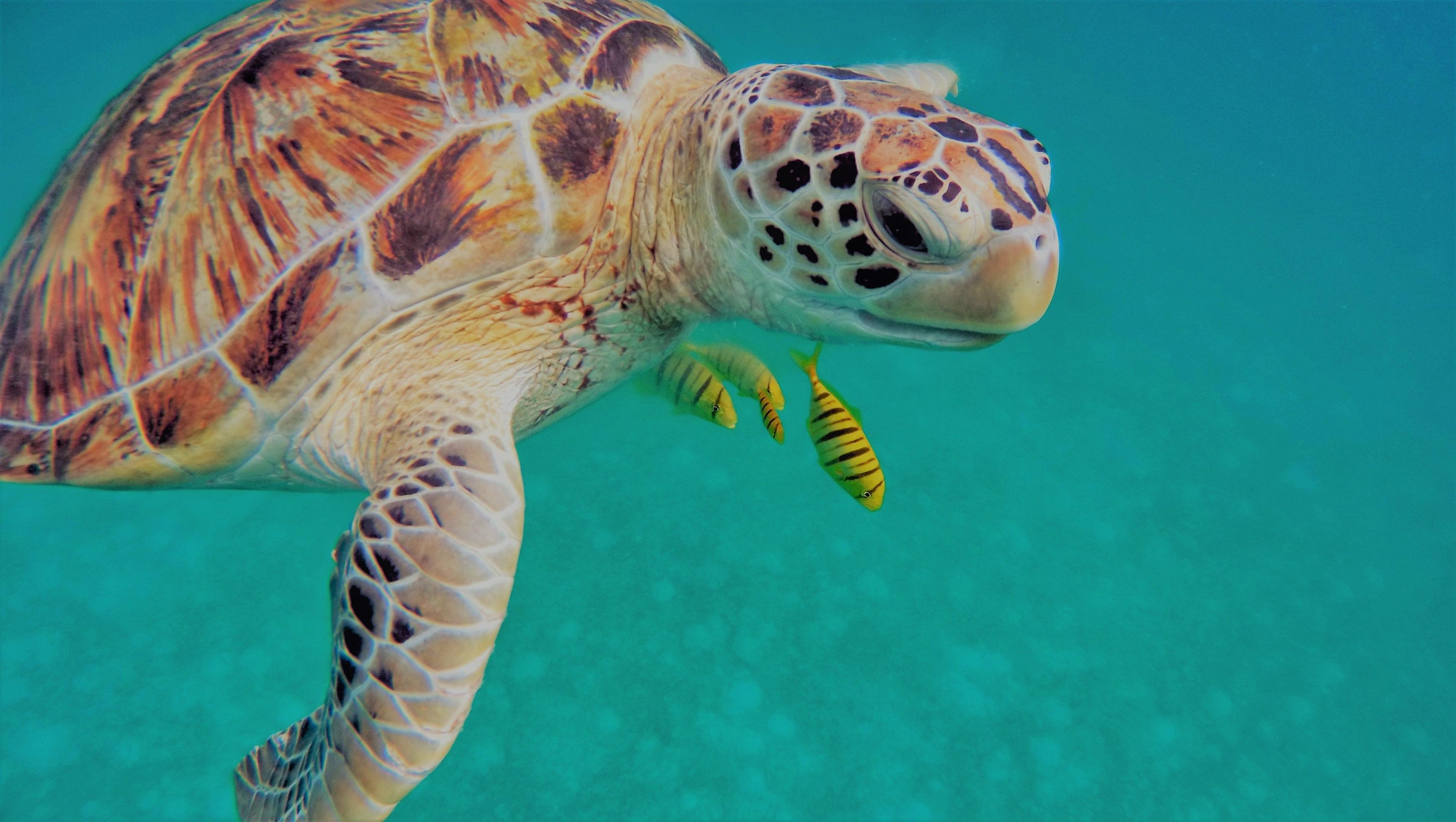 Hawksbill Sea Turtle