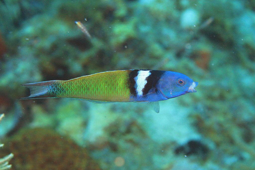 Blue-Headed Wrasse