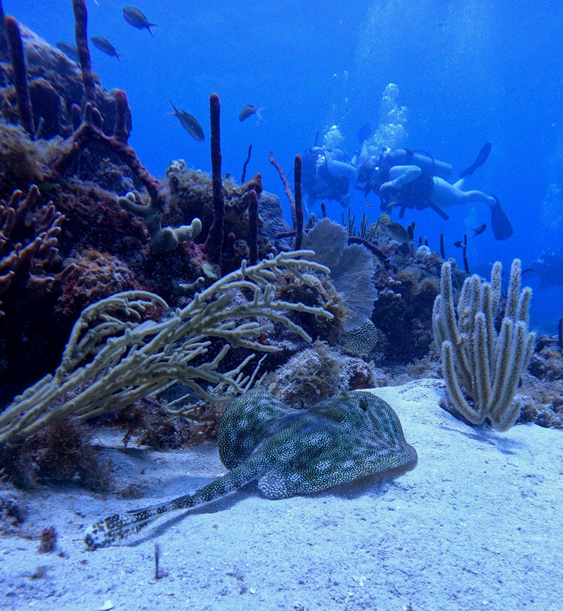 Sting Ray