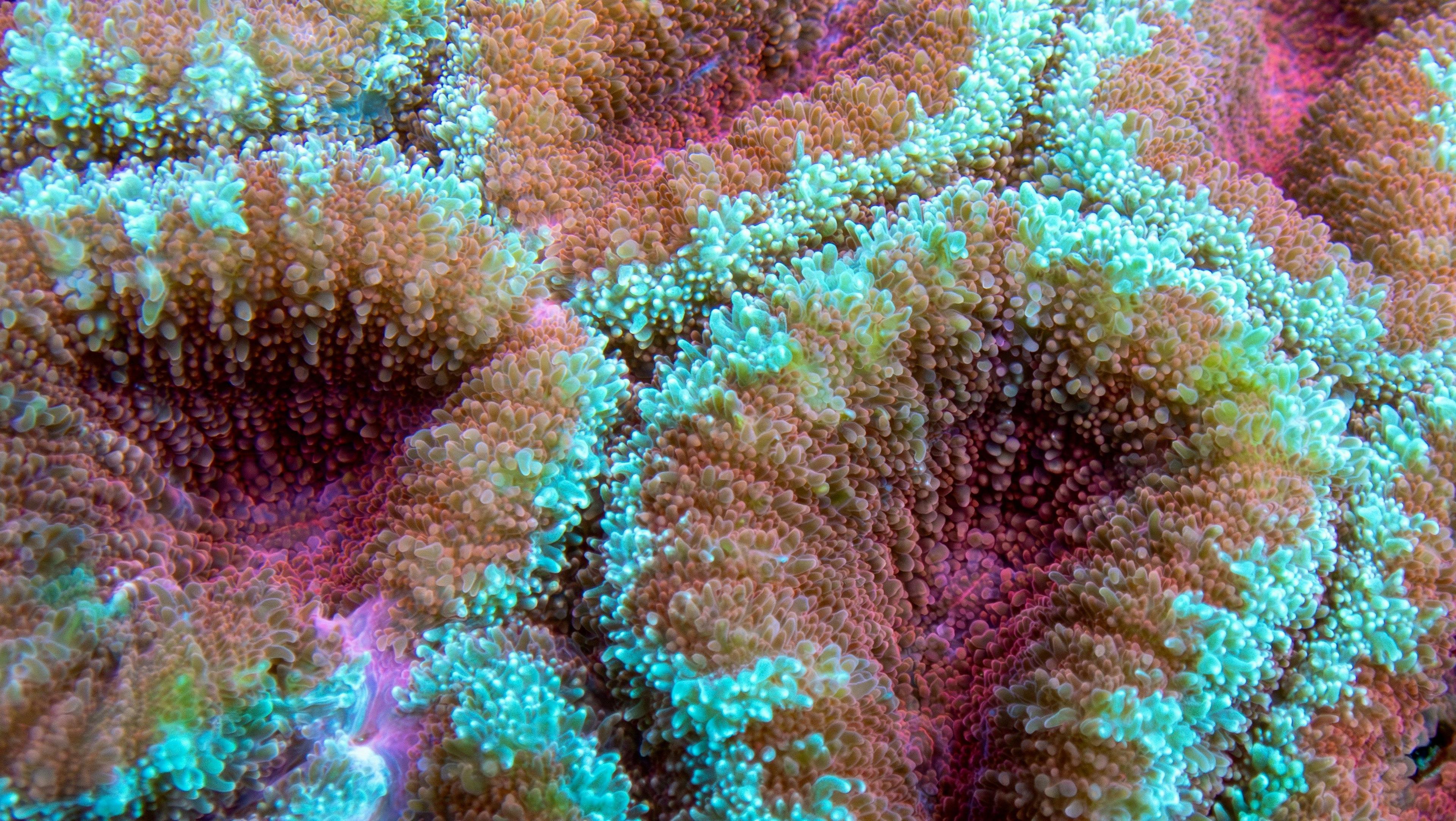 Vibrant Coral Reef Close-Up
