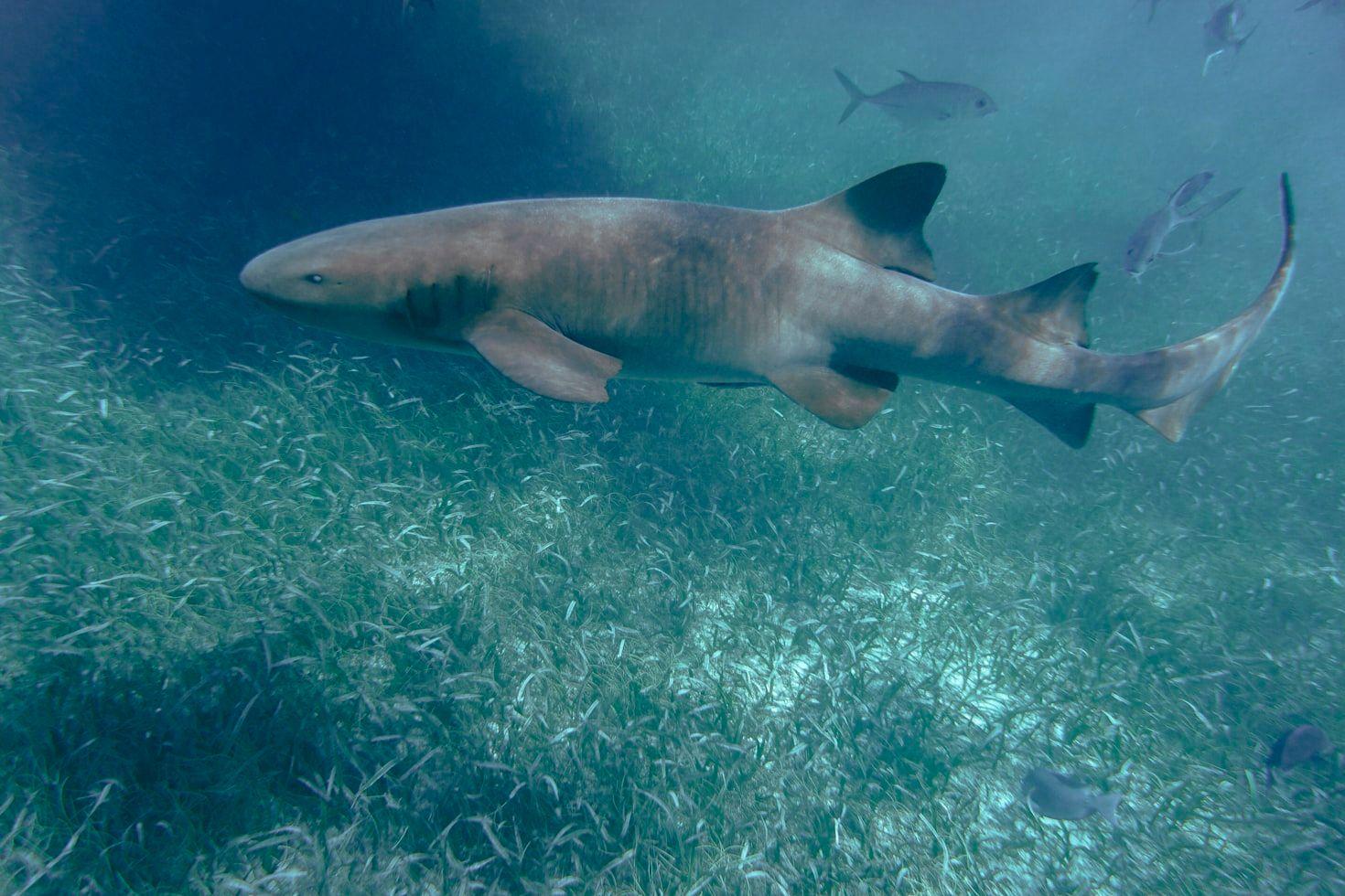 nurse sharks