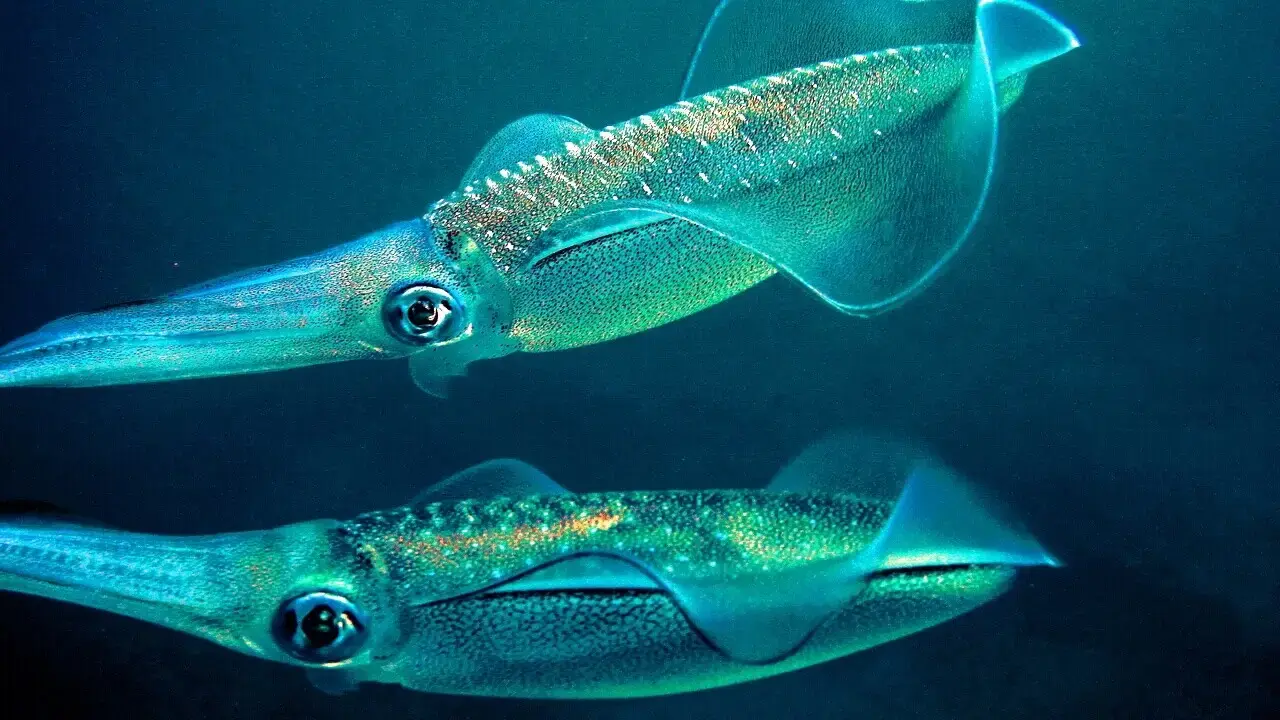 Caribbean Reef Squid