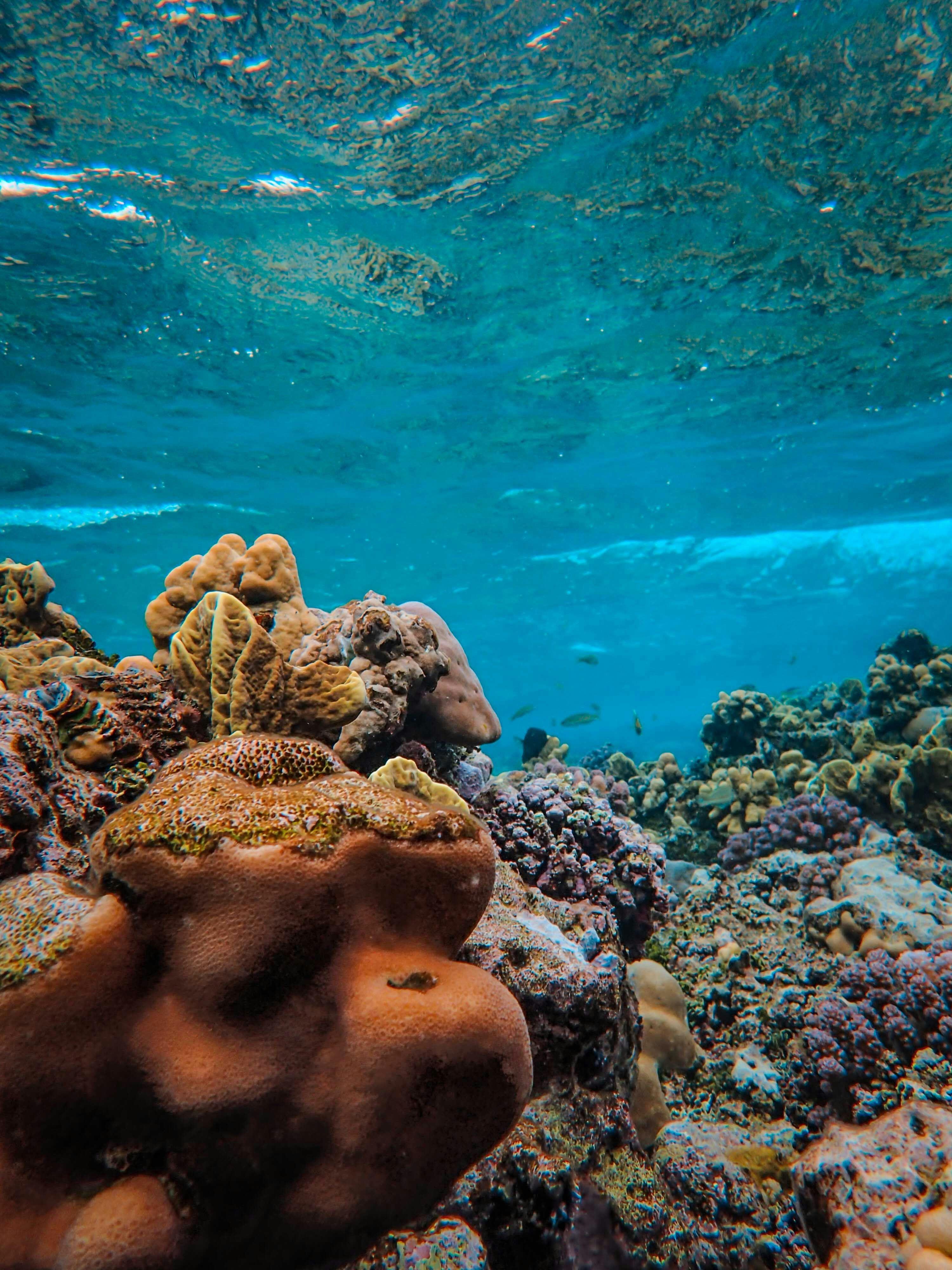 coral reef blue water