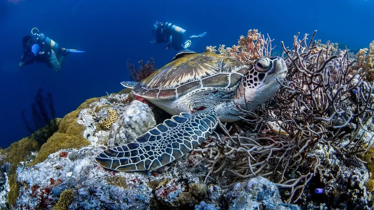 Turtle