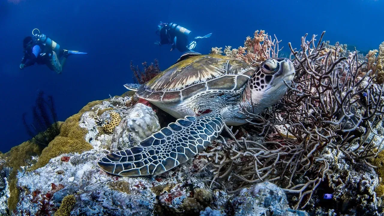 Turtle Resting on a reef