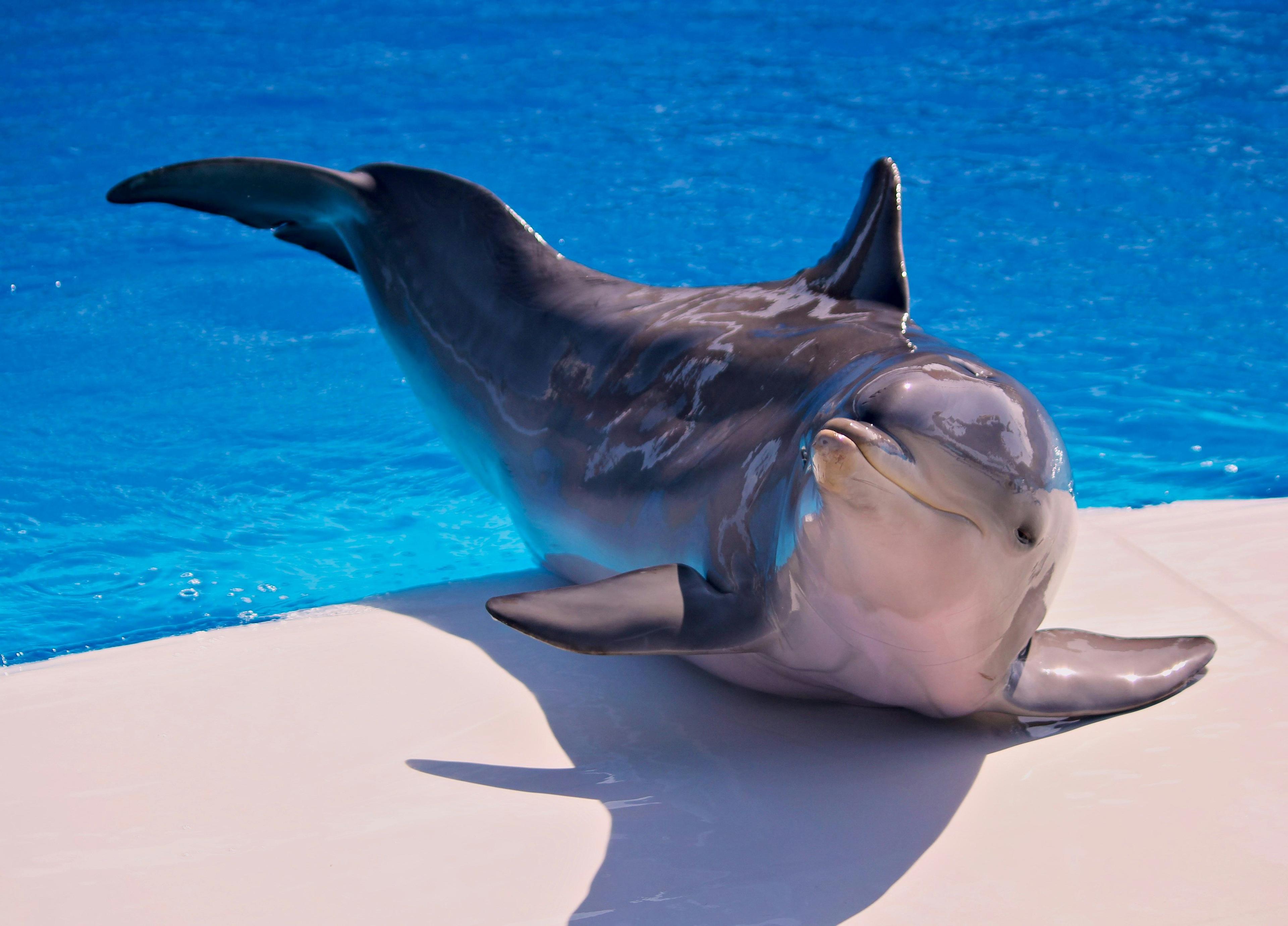 Captive Dolphins