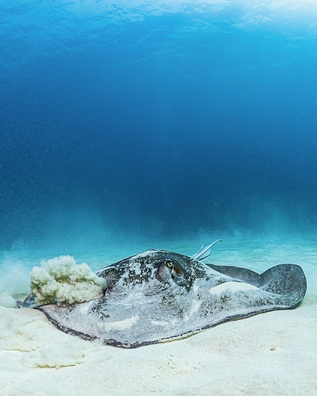 Marine Life & Underwater Wildlife