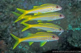 Goatfish
