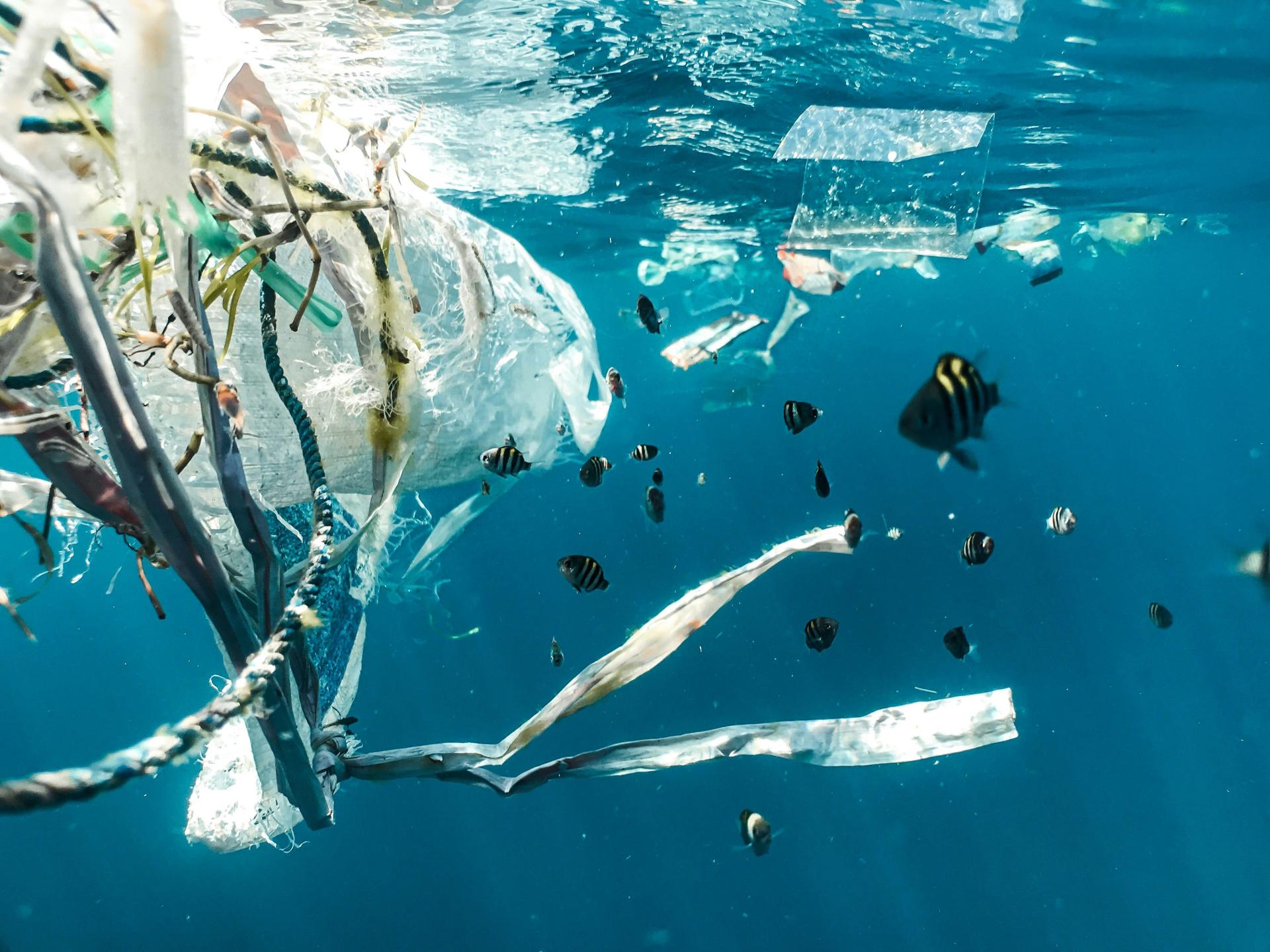 Conservation & Ocean Awareness